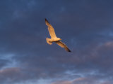Lake Scenes - Birds At Sunset Lámina fotográfica por Keith Levit