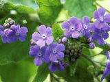 Brunnera Macrophylla, March Lámina fotográfica por Mark Bolton Brunnera Macrophylla, March Lámina fotográfica por Mark Bolton