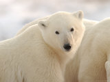 Polar Bears, Churchill, Northern Manitoba Photographie par Keith Levit