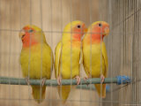Birds in a Bird Cage, Havana, Cuba Lámina fotográfica por Keith Levit Birds in a Bird Cage, Havana, Cuba Lámina fotográfica por Keith Levit