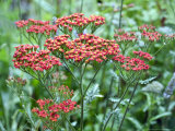 Achillea (Walter Funke) Photographie par Mark Bolton