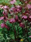 Helleborus Orientalis Hybrid (Lenten Rose) Lámina fotográfica por Mark Bolton Helleborus Orientalis Hybrid (Lenten Rose) Lámina fotográfica por Mark Bolton