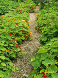 Gravel Path Through Tropaeolum Hadspen Photographie par Mark Bolton