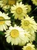 Anthemis Tinctoria 