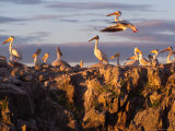 Lake Scenes, Birds at Sunset Photographic Print by Keith Levit
