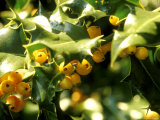 Ilex Aquifolium Bacciflava (Holly), Waxy Dark Sharply Spined Green Leaves and Yellow Fruit Lámina fotográfica por Mark Bolton Ilex Aquifolium Bacciflava (Holly), Waxy Dark Sharply Spined Green Leaves and Yellow Fruit Lámina fotográfica por Mark Bolton