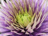 Clematis (Crystal Fountain), Close-up of Lilac Flower Lámina fotográfica por Ruth Brown