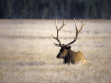 Five Point Elk Sitting in a Field Photographic Print by Fogstock Llc 