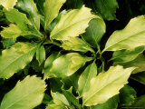 Aucuba Japonica (Spotted Laurel), Evergreen Shrub Lámina fotográfica por Mark Bolton Aucuba Japonica (Spotted Laurel), Evergreen Shrub Lámina fotográfica por Mark Bolton