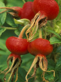 Close-up of Bright Red Rose Hips of R. (Scabrosa) Syn Rosa Rugosa (Scabrosa) Lámina fotográfica por Mark Bolton Close-up of Bright Red Rose Hips of R. (Scabrosa) Syn Rosa Rugosa (Scabrosa) Lámina fotográfica por Mark Bolton