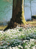 Plants Under Trees Galanthus Nivalis (Snowdrop) Growing Under Tree, March Lake Behind Photographie par Mark Bolton