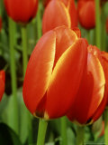Tulipa 