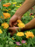 Deadheading Marigolds Photographic Print by Mark Bolton