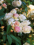 Rambling Shrub Rose Fotografisk trykk av Philippe Bonduel