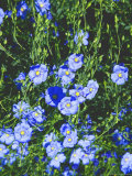 Flax Flowers Photographie par Inga Spence