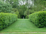 Laurel (Prunus Laurocerasus) Hedges, The Larmar Tree Gardens, Dorset Photographie par Mark Bolton