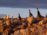 Lake Scenes - Birds At Sunset Lámina fotográfica por Keith Levit