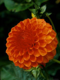 Dahlia "Orange Mullett" Perennial Photographie par Mark Bolton
