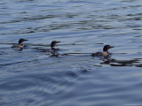 Lake Scenes - Birds At Sunset Lámina fotográfica por Keith Levit