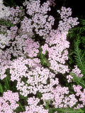 Achillea "Apple Blossom" (Yarrow) Photographie par Mark Bolton