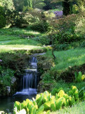 Lysichiton (Skunk Cabbage) Planted at Edge of Stream with Waterfalls at Abbotswood, Gloucestershire Fotoprint van Mark Bolton Lysichiton (Skunk Cabbage) Planted at Edge of Stream with Waterfalls at Abbotswood, Gloucestershire Fotoprint van Mark Bolton