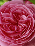 Rosa (Rose) Rosa (Rose)