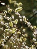 Salix Acutifolia Salix Acutifolia