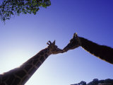 A Mother and Baby Giraffe Photographic Print by Tim Lynch