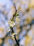 Lonicera Purpusii (Spring Romance), February Lámina fotográfica por Mark Bolton Lonicera Purpusii (Spring Romance), February Lámina fotográfica por Mark Bolton