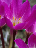 Colchicum Speciosum 
