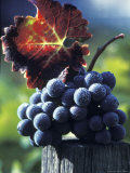 Bunch of Grapes Photographic Print by Fogstock Llc 