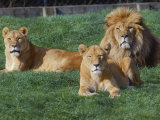 Lions Photographic Print by Tony Ruta