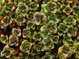 Thyme Thyme