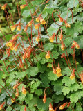 Tuberous Nasturtium Lámina fotográfica por Mark Bolton