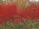 Cornus Alba 