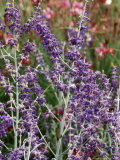 Perovskia, Little Spire (Russian Sage) Lámina fotográfica por Mark Bolton Perovskia, Little Spire (Russian Sage) Lámina fotográfica por Mark Bolton