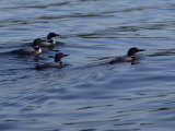 Lake Scenes, Birds at Sunset Photographie par Keith Levit