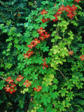 Tropaeolum Speciosum Fotografisk trykk av Philippe Bonduel