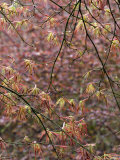 Acer Palmatum with Early Spring Growth and Raindrops Lámina fotográfica por Mark Bolton