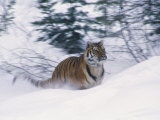 Siberian Tiger in Snow Photographic Print by Michele Burgess