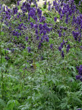 Aconitum 