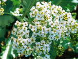 Crambe Maritima (Sea Kale), Perennial Fotografie-Druck von Mark Bolton