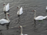 Ireland - Kinsale - Swans Lámina fotográfica por Keith Levit
