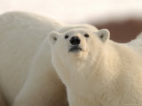 Polar Bears, Churchill, Northern Manitoba Lámina fotográfica por Keith Levit Polar Bears, Churchill, Northern Manitoba Lámina fotográfica por Keith Levit