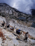 Hiking with Llamas Lámina fotográfica Hiking with Llamas Lámina fotográfica