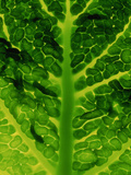 Extreme Close-up of Brassica, Savoy Cabbage, November Photographie par James Guilliam