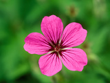 Geranium Psilostemon, Close-up of Purple Flower Head Lámina fotográfica por Lynn Keddie Geranium Psilostemon, Close-up of Purple Flower Head Lámina fotográfica por Lynn Keddie