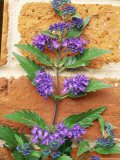 Caryopteris X Clandonensis "First Choice" Photographie par Christopher Fairweather