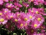 Erigeron "Gaiety," Flowering in, Norfolk Photographic Print by Brian Carter