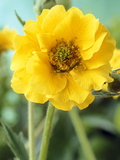 Lady Stratheden, Close-up of Yellow Flower Fotografisk trykk av Chris Burrows